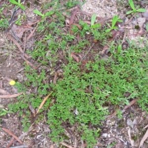 Hibbertia diffusa at Brogo, NSW - 5 Feb 2016 06:46 AM