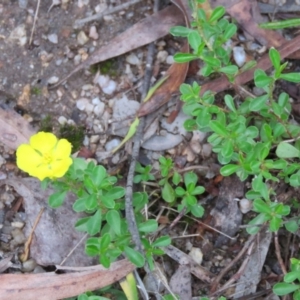 Hibbertia diffusa at Brogo, NSW - 5 Feb 2016 06:46 AM