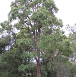 Angophora floribunda at Brogo, NSW - 5 Feb 2016 06:51 AM