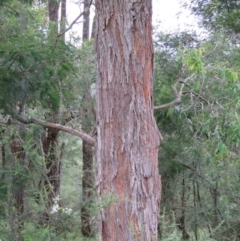 Angophora floribunda at Brogo, NSW - 5 Feb 2016 06:51 AM