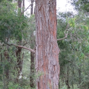 Angophora floribunda at Brogo, NSW - 5 Feb 2016 06:51 AM