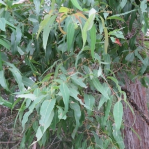 Angophora floribunda at Brogo, NSW - 5 Feb 2016 06:51 AM