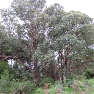Eucalyptus baueriana at Brogo, NSW - 5 Feb 2016