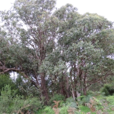 Eucalyptus baueriana (Blue Box) at Brogo, NSW - 4 Feb 2016 by CCPK