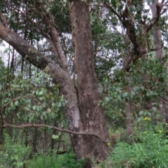 Eucalyptus baueriana at Brogo, NSW - 5 Feb 2016