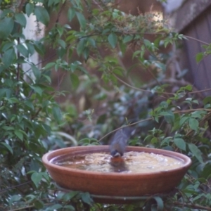 Acanthorhynchus tenuirostris at Cook, ACT - 12 Jun 2016 10:28 AM