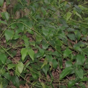 Clematis glycinoides at Brogo, NSW - 5 Feb 2016 06:58 AM