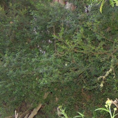 Melicytus dentatus (Tree Violet) at Brogo, NSW - 4 Feb 2016 by CCPK