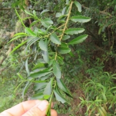 Melicytus dentatus at Brogo, NSW - 5 Feb 2016