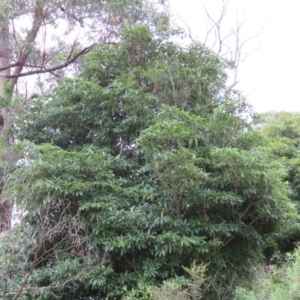Pittosporum undulatum at Brogo, NSW - 5 Feb 2016