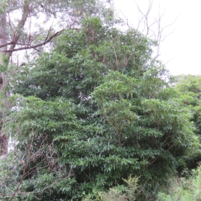 Pittosporum undulatum (sweet pittosporum) at Brogo, NSW - 5 Feb 2016 by CCPK