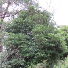 Pittosporum undulatum (Sweet Pittosporum) at Brogo, NSW - 4 Feb 2016 by CCPK