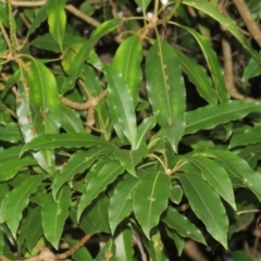 Pittosporum undulatum at Brogo, NSW - 5 Feb 2016 07:03 AM