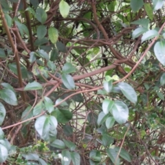 Pandorea pandorana (Wonga Wonga Vine) at Brogo, NSW - 5 Feb 2016 by CCPK