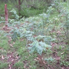 Indigofera australis subsp. australis (Australian Indigo) at Brogo, NSW - 4 Feb 2016 by CCPK