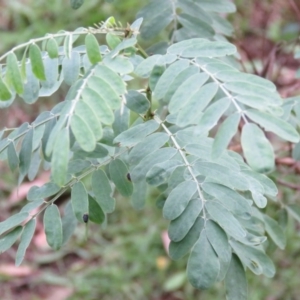 Indigofera australis subsp. australis at Brogo, NSW - 5 Feb 2016