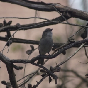 Pachycephala pectoralis at Cook, ACT - 16 Oct 2016