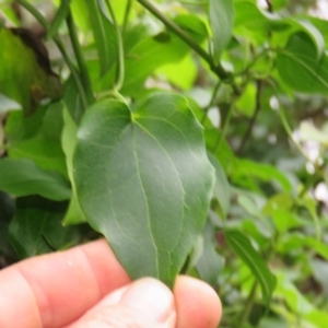 Clematis glycinoides at Brogo, NSW - 5 Feb 2016 07:19 AM