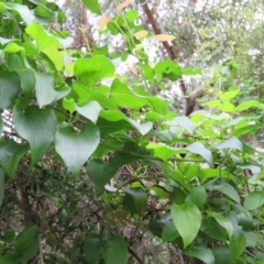 Clematis glycinoides at Brogo, NSW - 5 Feb 2016 07:19 AM