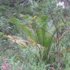 Macrozamia communis (Burrawang) at Brogo, NSW - 4 Feb 2016 by CCPK