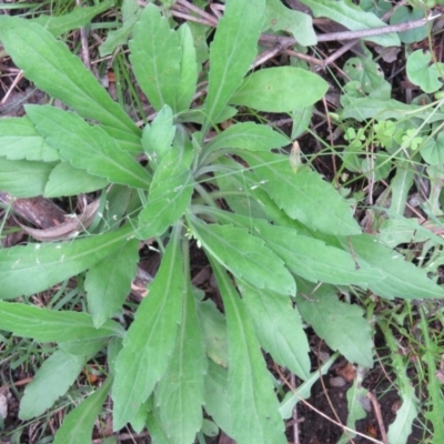 Erigeron sumatrensis (Tall Fleabane) at Brogo, NSW - 5 Feb 2016 by CCPK