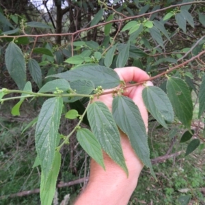 Trema tomentosa var. aspera at Brogo, NSW - 5 Feb 2016