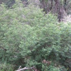 Trema tomentosa var. aspera at Brogo, NSW - 5 Feb 2016