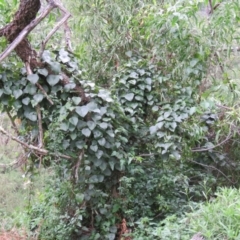 Stephania japonica var. discolor at Brogo, NSW - 5 Feb 2016 07:31 AM