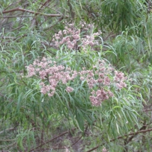 Cassinia trinerva at Brogo, NSW - 5 Feb 2016 07:31 AM