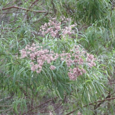 Cassinia trinerva (Three-veined Cassinia) at Brogo, NSW - 4 Feb 2016 by CCPK