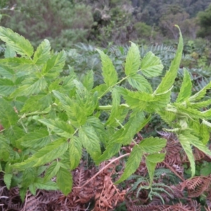 Rubus rosifolius var. rosifolius at Brogo, NSW - 5 Feb 2016