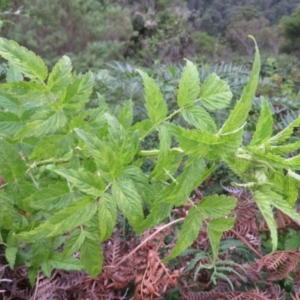 Rubus rosifolius var. rosifolius at Brogo, NSW - 5 Feb 2016 07:32 AM