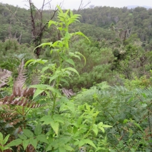 Rubus rosifolius var. rosifolius at Brogo, NSW - 5 Feb 2016