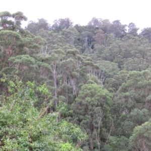 Eucalyptus botryoides at Brogo, NSW - 5 Feb 2016