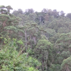 Eucalyptus botryoides (Bangalay, Southern Mahogany) at Brogo, NSW - 4 Feb 2016 by CCPK
