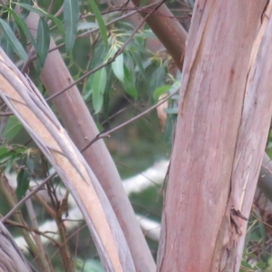 Eucalyptus botryoides at Brogo, NSW - 5 Feb 2016