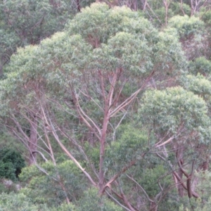 Eucalyptus botryoides at Brogo, NSW - 5 Feb 2016
