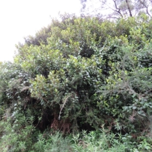 Ficus rubiginosa at Brogo, NSW - 5 Feb 2016 07:45 AM