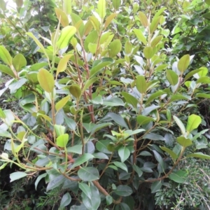 Ficus rubiginosa at Brogo, NSW - 5 Feb 2016 07:45 AM