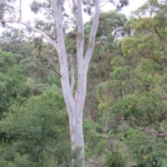 Eucalyptus tereticornis (Forest Red Gum) at Brogo, NSW - 4 Feb 2016 by CCPK