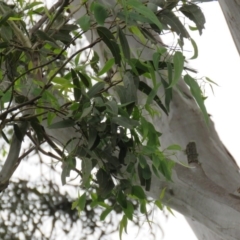 Eucalyptus tereticornis at Brogo, NSW - 5 Feb 2016