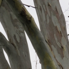 Eucalyptus tereticornis at Brogo, NSW - 5 Feb 2016