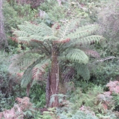 Cyathea australis (Rough tree fern) at Brogo, NSW - 4 Feb 2016 by CCPK