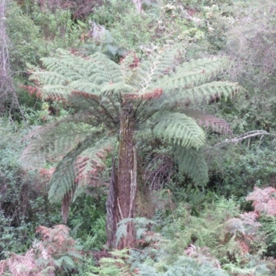Cyathea australis subsp. australis (Rough Tree Fern) at Brogo, NSW - 4 Feb 2016 by CCPK