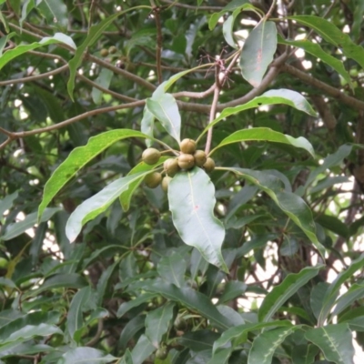 Pittosporum undulatum (sweet pittosporum) at Brogo, NSW - 5 Feb 2016 by CCPK