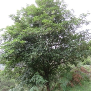 Pittosporum undulatum at Brogo, NSW - 5 Feb 2016 08:16 AM