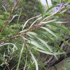Hakea eriantha (Tree Hakea) at Brogo, NSW - 4 Feb 2016 by CCPK