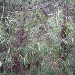 Hakea eriantha at Brogo, NSW - 5 Feb 2016