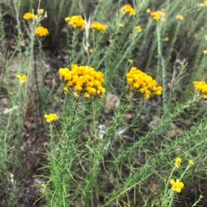 Chrysocephalum semipapposum at Bungendore, NSW - 2 Jan 2017