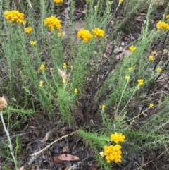 Chrysocephalum semipapposum at Bungendore, NSW - 2 Jan 2017